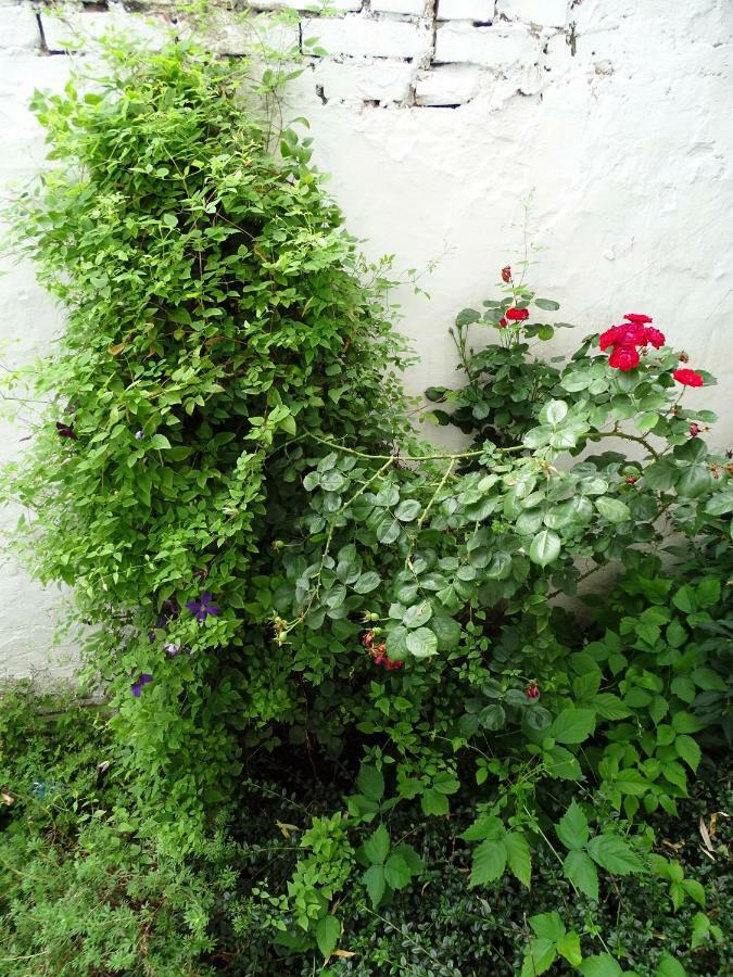Mur 4 - Apartament Z Patio Stary Toruń Dış mekan fotoğraf