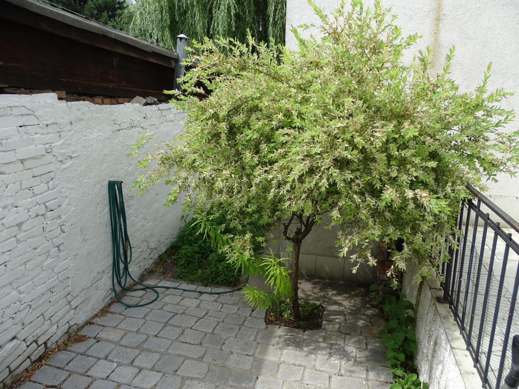 Mur 4 - Apartament Z Patio Stary Toruń Dış mekan fotoğraf